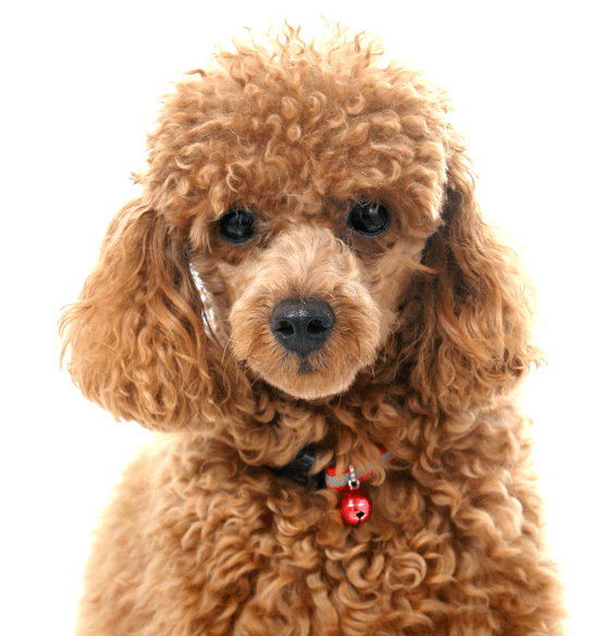 Poodle Hero Image